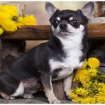 Black and White Chihuahua Puppies, Adults, and Seniors