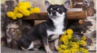 Black and White Chihuahua Puppies, Adults, and Seniors 2 Black and White Chihuahua Puppies Adults and Seniors