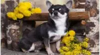 Black and White Chihuahua Puppies Adults and Seniors
