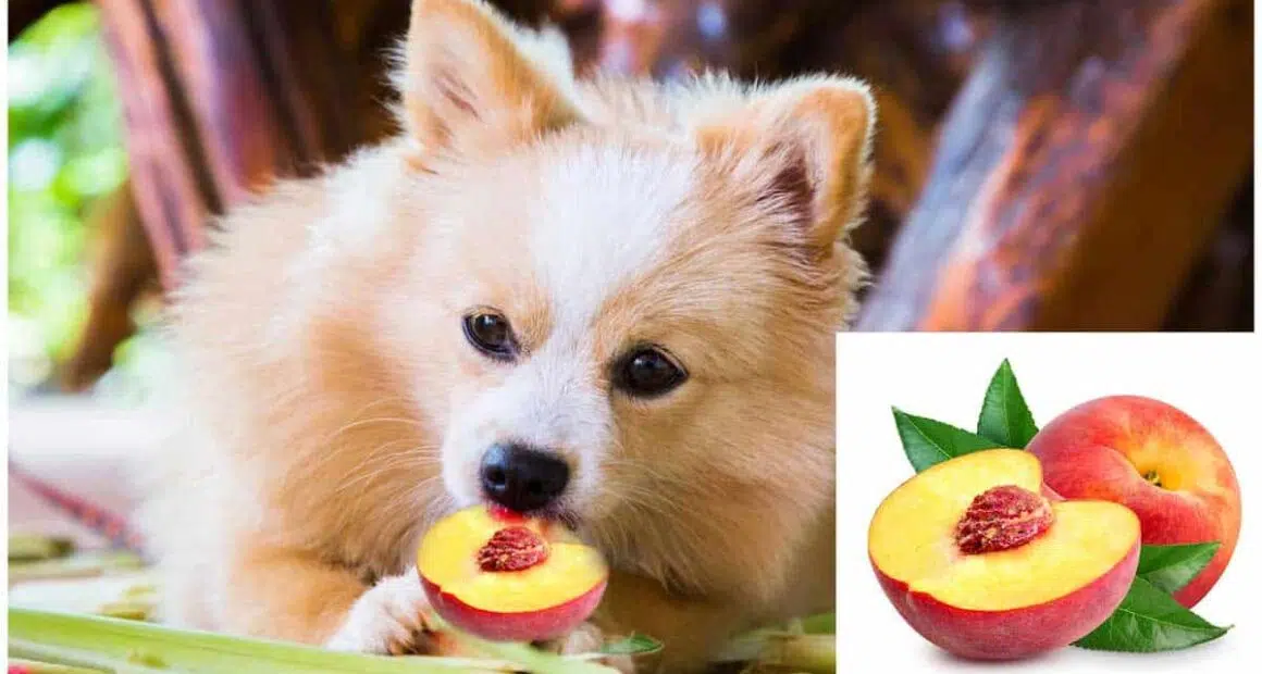 Can Chihuahua Eat Peaches