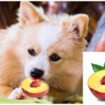 Can Chihuahuas Eat Peaches?