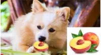 Can Chihuahua Eat Peaches