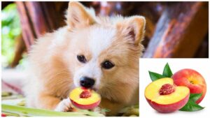 Read more about the article Can Chihuahuas Eat Peaches?