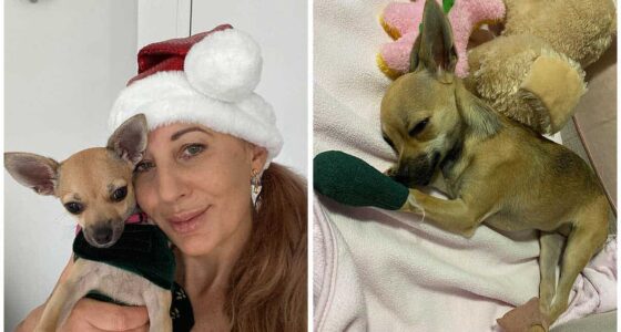 Chelsea the chihuahua suffers serious injuries to her paws when they got stuck in a travelator at Bunnings