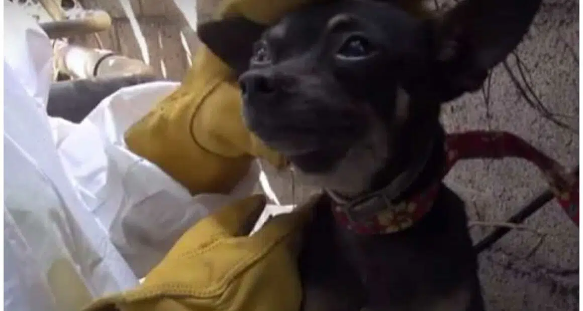 Chihuahua Climbs Wall To Escape Rescuers Learns The Joys of Head Scratches