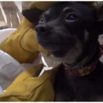 Chihuahua Climbs Wall To Escape Rescuers