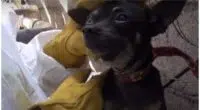 Chihuahua Climbs Wall To Escape Rescuers Learns The Joys of Head Scratches
