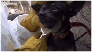 Read more about the article Chihuahua Climbs Wall To Escape Rescuers