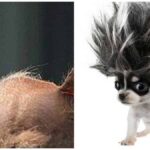 Chihuahua Hair Loss – Allergies or Illness?