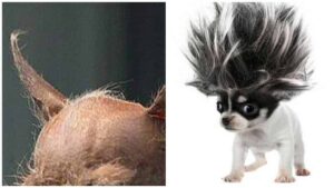 Read more about the article Chihuahua Hair Loss – Allergies or Illness?