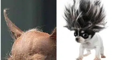 Chihuahua Hair Loss Allergies or Illness