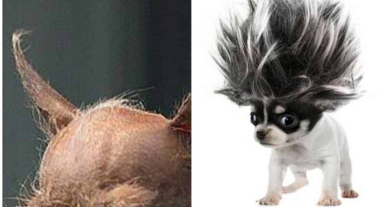 Chihuahua Hair Loss Allergies or Illness