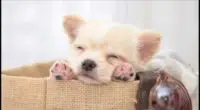 Chihuahua Puppies Cute Pictures And Facts