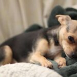 How Demonic Chihuahua Helped Rescuer Heal