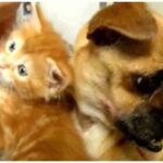 Chihuahua Cares for Orphaned Kittens