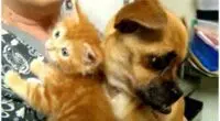 Chihuahua cares for orphaned kittens