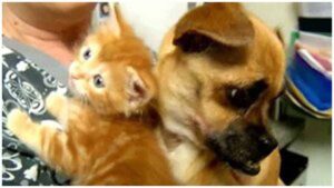 Read more about the article Chihuahua Cares for Orphaned Kittens