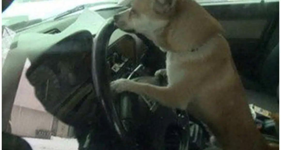 Chihuahua driver causes fender bender