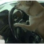 Chihuahua Driver Causes Fender Bender