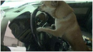 Read more about the article Chihuahua Driver Causes Fender Bender