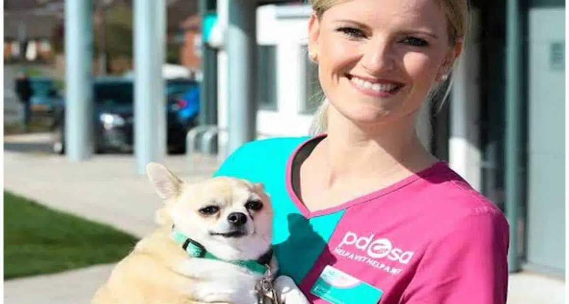 Chubby Helensburgh Chihuahua reaches final of UKs largest pet slimming competition
