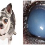 Corneal Endothelial Degeneration in Chihuahuas