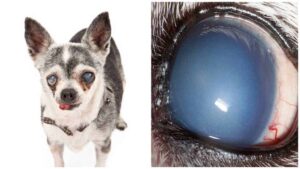 Read more about the article Corneal Endothelial Degeneration in Chihuahuas