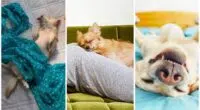 Different Sleeping Disorders in Dogs That You Need to Know About
