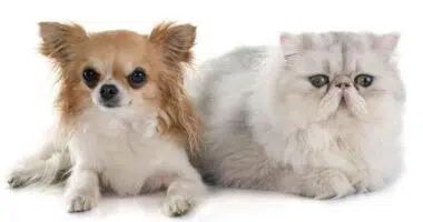 Do Chihuahuas Get Along With Cats 9 Easy Tips