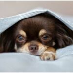 Dog Hiccups – Why Do They Happen and How To Get Rid Of Them