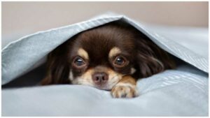 Read more about the article Dog Hiccups – Why Do They Happen and How To Get Rid Of Them