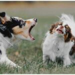 Chihuahua Barking: Are They Using Words to Talk?