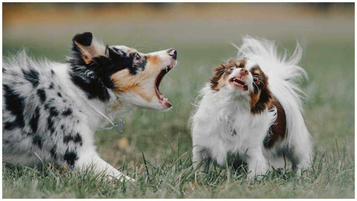 Read more about the article Chihuahua Barking: Are They Using Words to Talk?