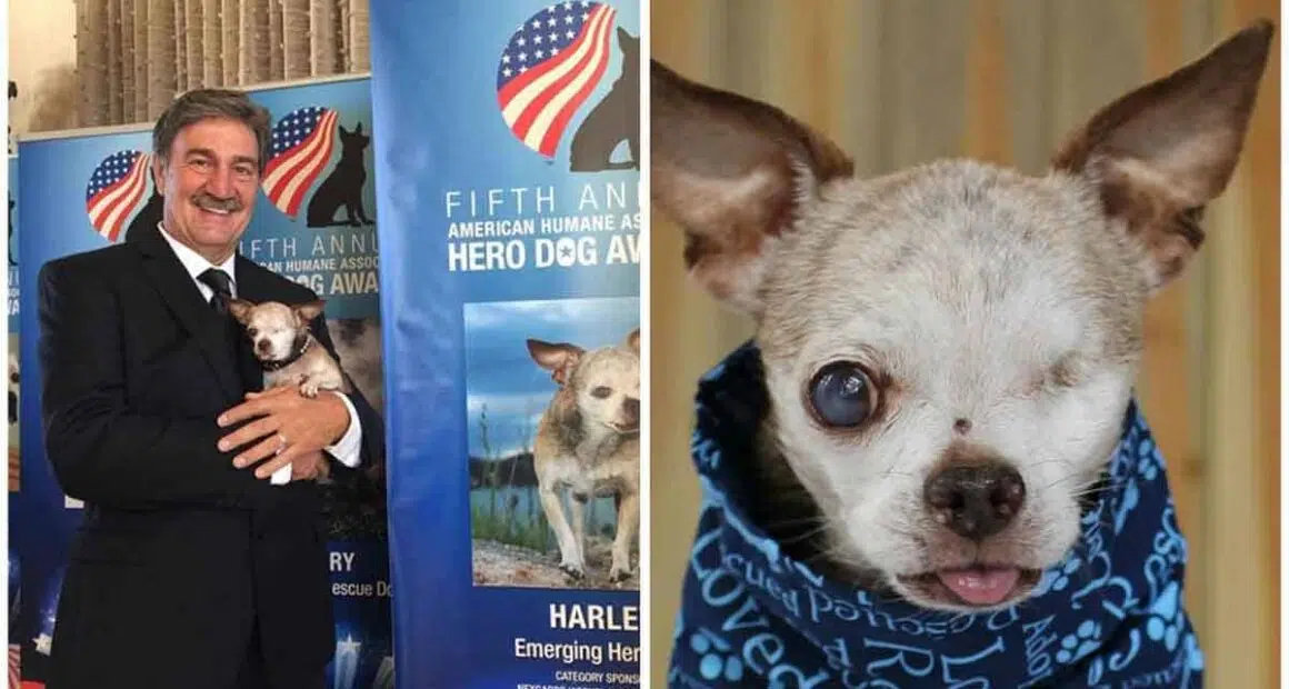 Harley The One Eyed Chihuahua Named American Hero Dog before half a decade