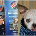 Harley The One-Eyed Chihuahua – American Hero Dog