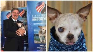 Read more about the article Harley The One-Eyed Chihuahua – American Hero Dog