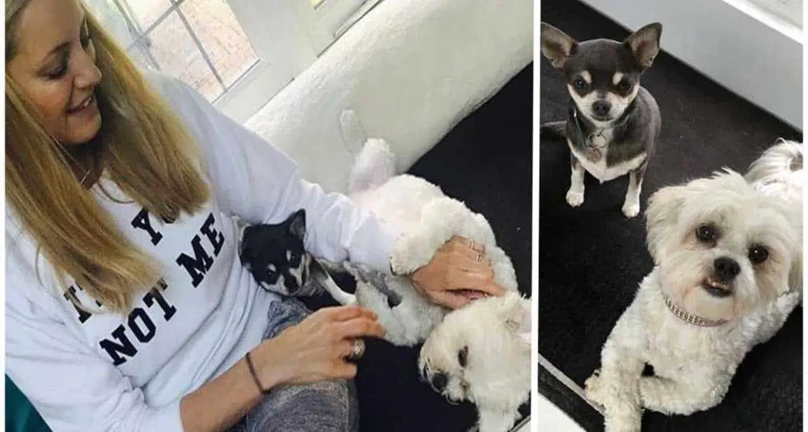 Heartbreak for Vernon Kay after Tess Daly ran over and killed beloved dog Minnie