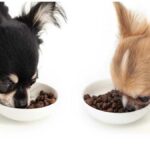 How Much Food Should a Chihuahua Eat