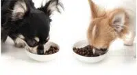 How much Food Should a Chihuahua Eat 2