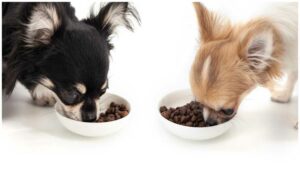 Read more about the article How Much Food Should a Chihuahua Eat