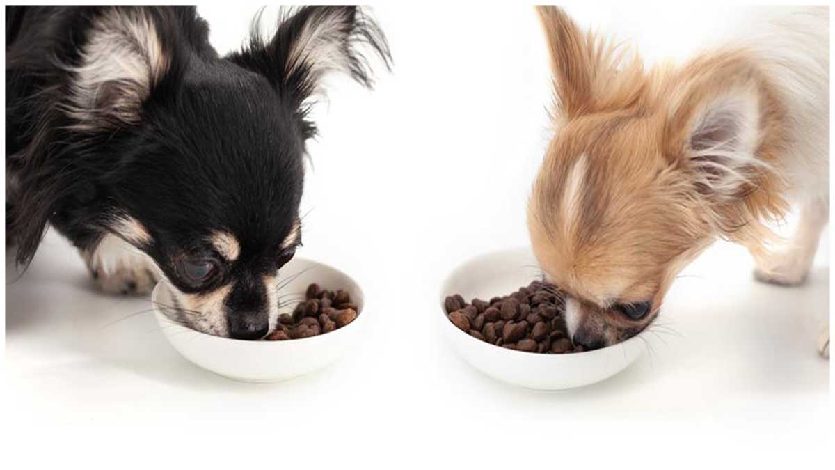 How much Food Should a Chihuahua Eat