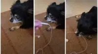 I Cant Stop Laughing at This Dogs Bizarre Noises Watch His Viral TikTok Videos