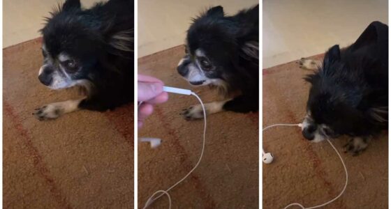 I Cant Stop Laughing at This Dogs Bizarre Noises Watch His Viral TikTok Videos