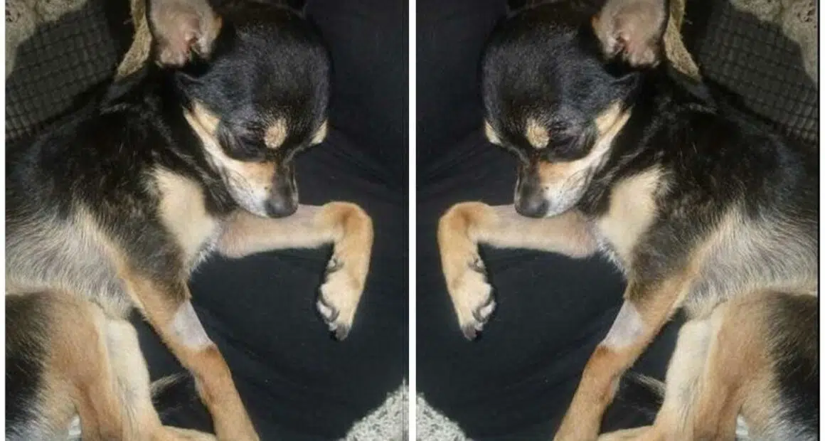 Luton man who abused chihuahua handed a suspended sentence and ten year pet ban 1