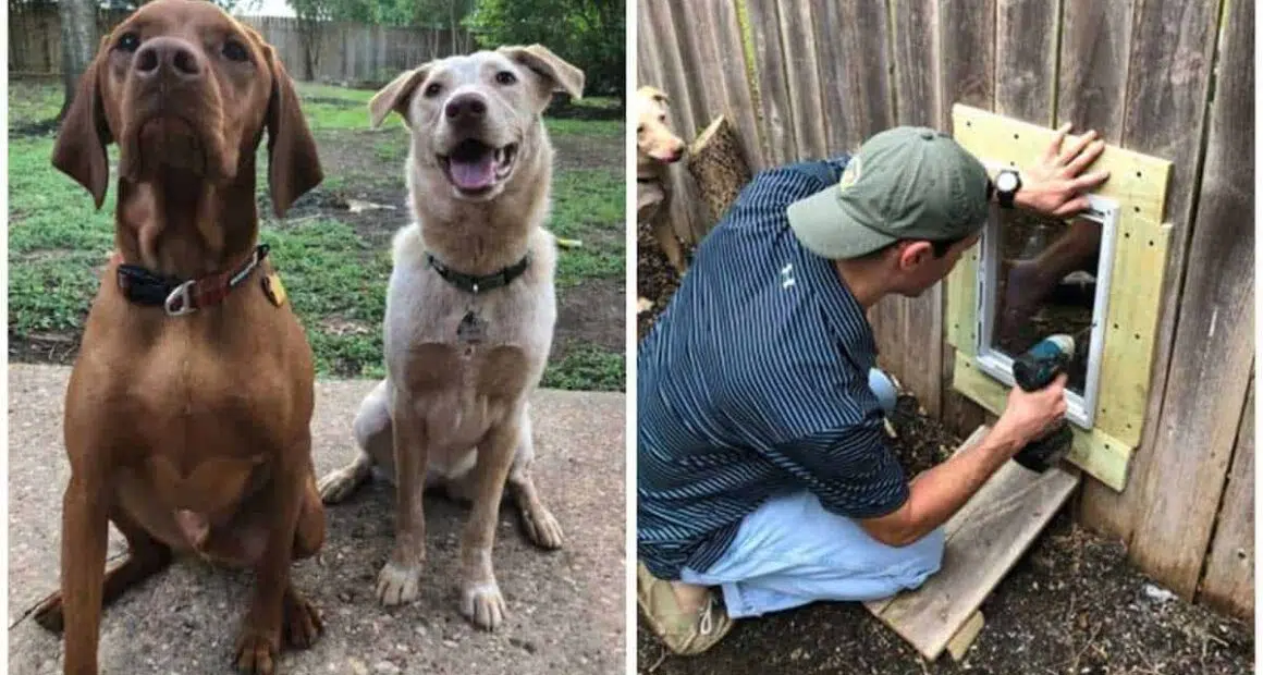 Neighbors build a door in a fence so their pups to hang out whenever they want 2