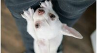Neurological and Seizure Disorders in Chihuahuas Guide and Advice