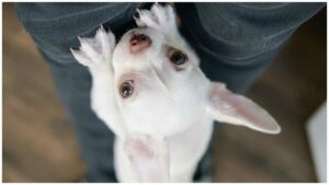 Read more about the article Neurological and Seizure Disorders in Chihuahuas