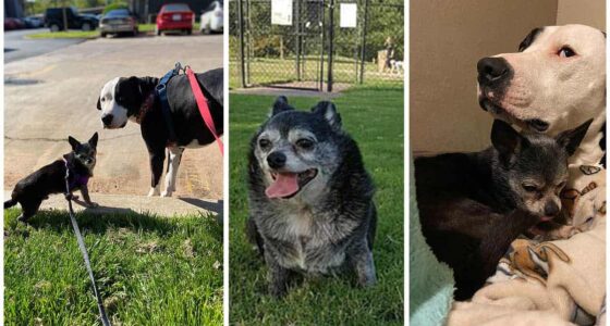 No more puppy fat Chubby Chihuahua who weighed 18lbs due to a thyroid condition sheds more than half his body weight after new owner put him on a high protein diet