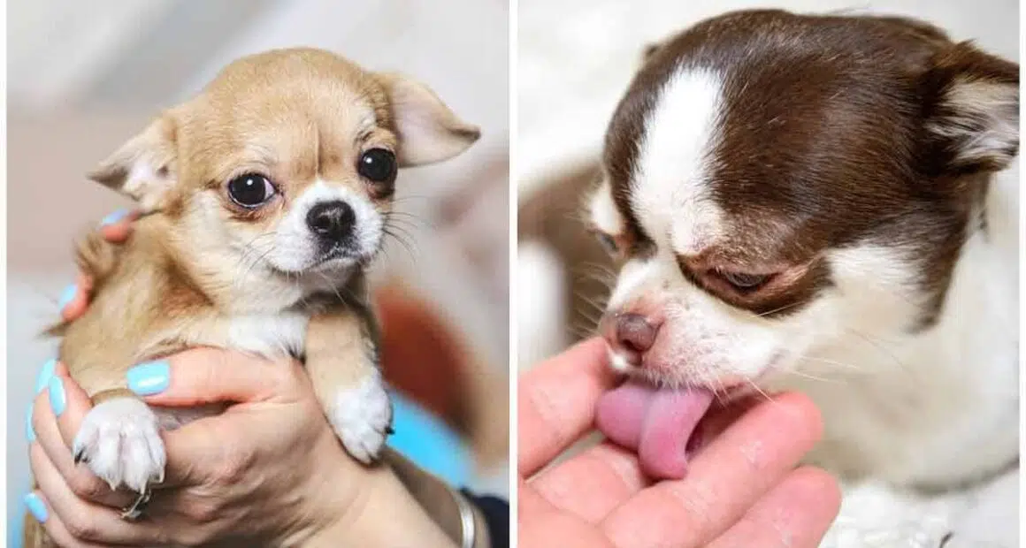Pet expert reveals 5 effortless techniques to keep your Chihuahua at a weight that is healthy