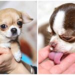 5 Techniques to Keep your Chihuahua at a Healthy Weight